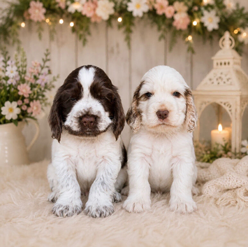 7 beautiful chocolate verities show-type cocker spaniel extensively health tested parents
