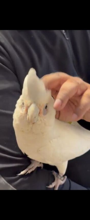 Handreard baby bear -eyed cockatoo for sale or px