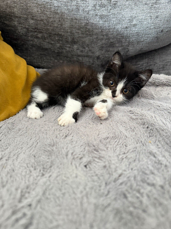 Two beautiful kittens ready now