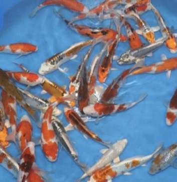 Japanese hq koi tosai