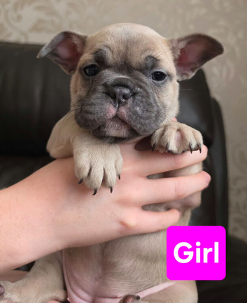 French bulldog puppies