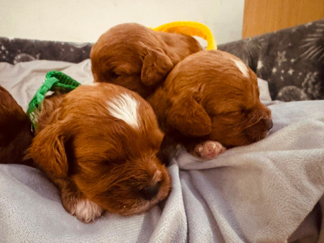 Charming Cavapoo&rsquo;s from our girl.