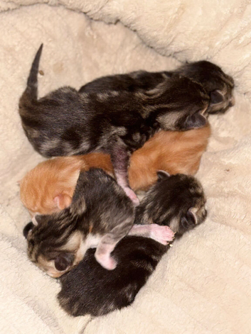 Kittens up for adoption.