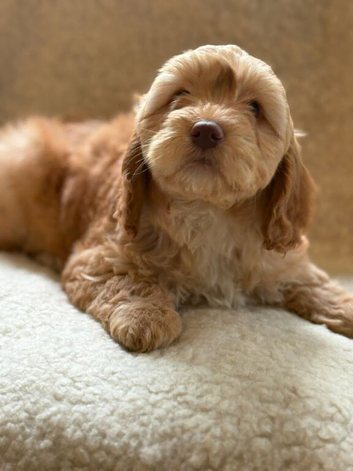 Apricot Cockapoo's