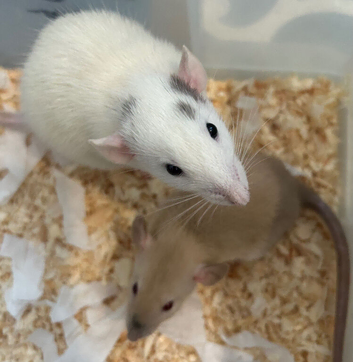 Baby dumbo rats for sale