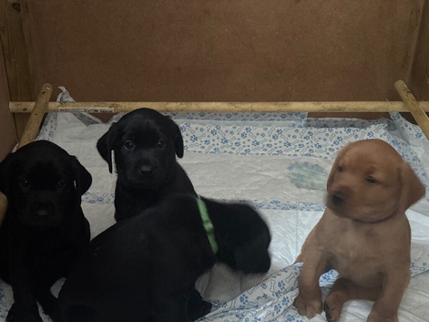 Kc reg 4 lab pups