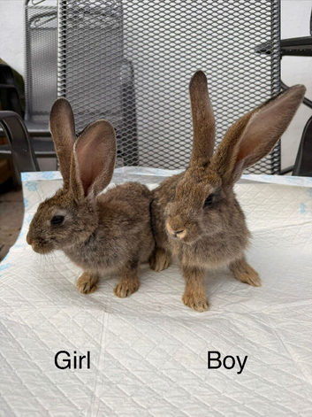Continental Giant x New Zealand White Bunnies