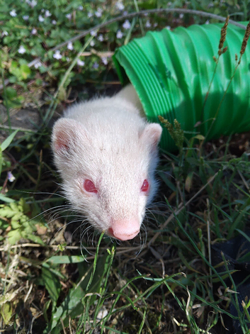 Ferret kits