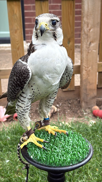 Peregrine x gyr/saker male