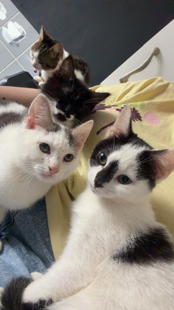 Kittens
