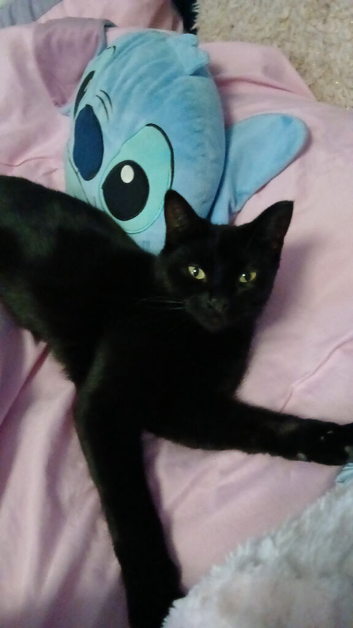 Nurtured male year old cat