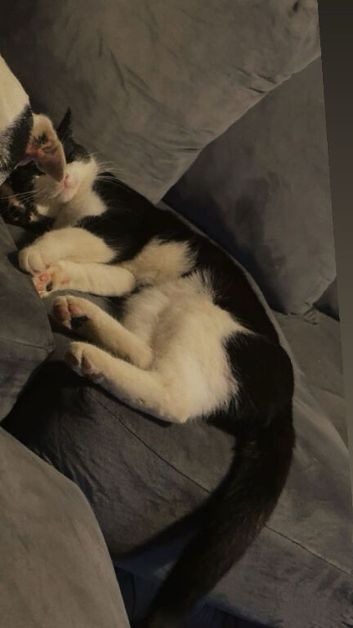 2 male cats 8/9 months old