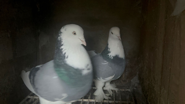 West off England pigeons