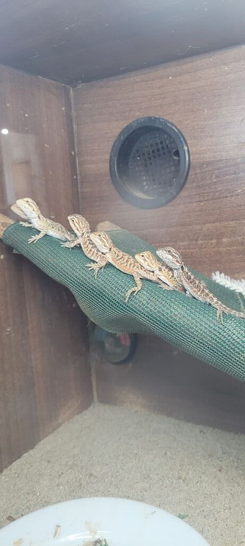 Baby bearded dragon