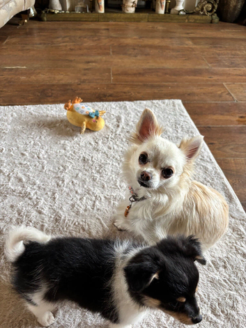 Chihuahua Puppies