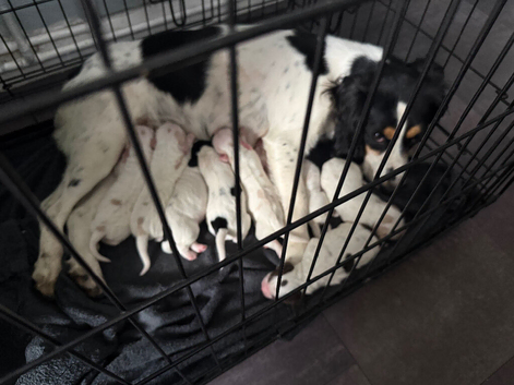 Cocker Spaniel Puppies