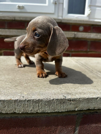 Kc mini dachshund puppy&rsquo;s