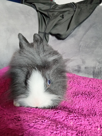 2 fluffy girls of a litter of 5 ready now