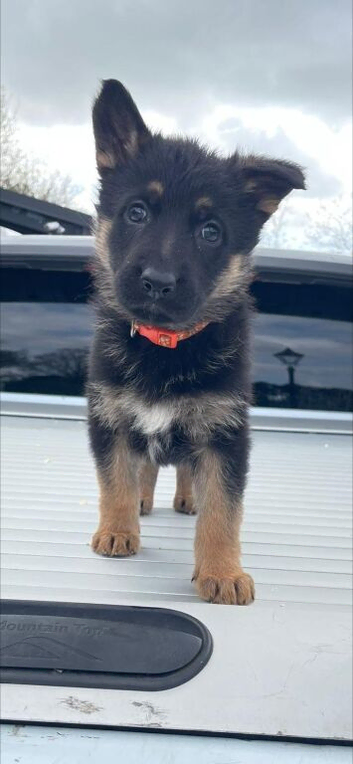 German shepherd puppies