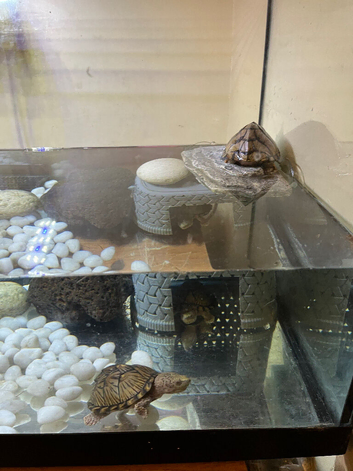 3 razorback turtles 2 male  1 female