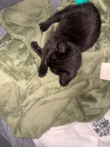 Kitten for urgent rehome
