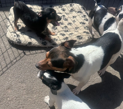 Jack Russell puppies