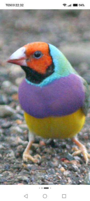 Gouldion finches