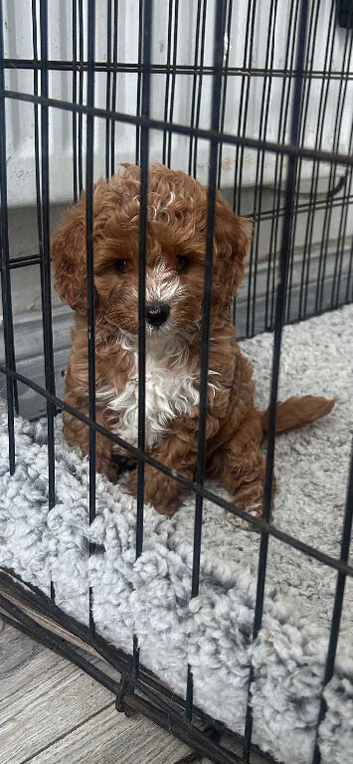 toy cavapoo 1 boy left!!!