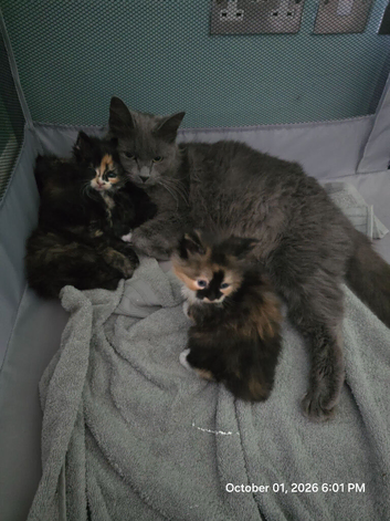 Beautiful Fluffy Kittens Looking for Loving Homes