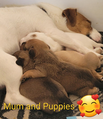 Patterdale Cross Puppies