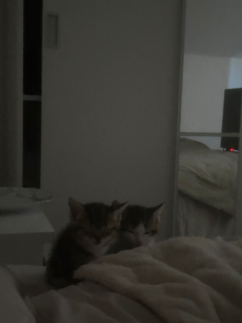 selling 3 kittens
