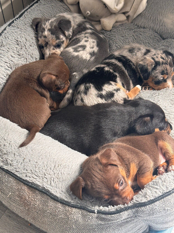 Beautiful litter of Jack Russell Terriers