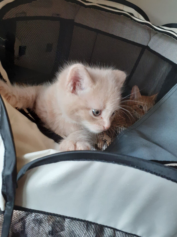 Stunning unique colours kittens for sa
