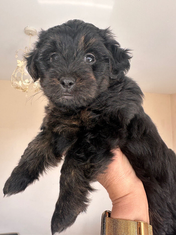 Cockapoo Mix