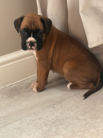 KC BOXER PUPPIES 3 BRINDLES LEFT