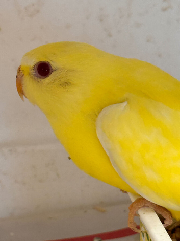 Baby Elegant Parakeets