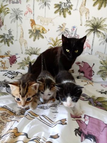 Stunning kitten's