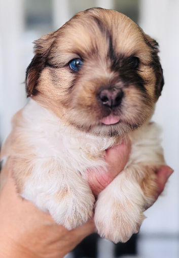 Beautiful sheltie cross Shih Tzu