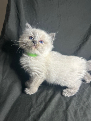 Ragdoll kittens