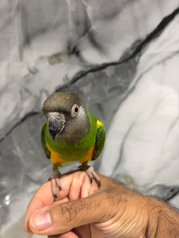 Super Tame Cuddly Friendly Senegal Parrot,19