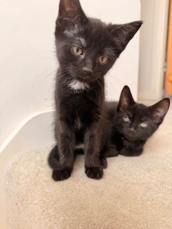 Reduced! Black Kittens &ndash; Ready Now