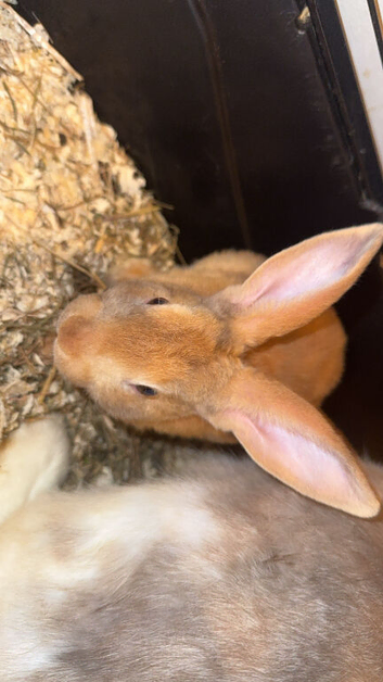 Baby rabbit