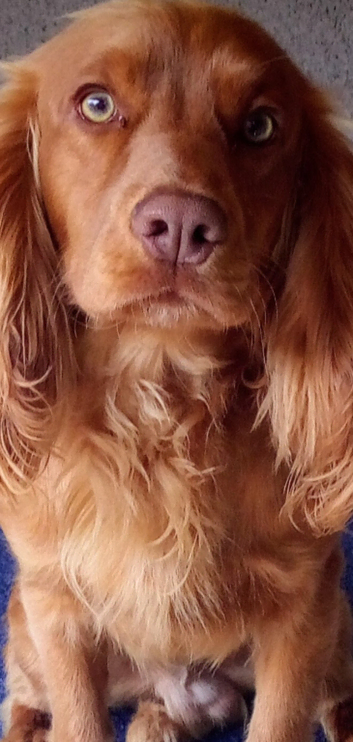 Kc reg cocker spaniel male for stud