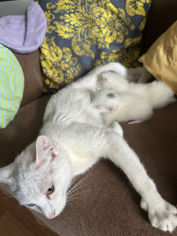 Calico and turkish Kittens