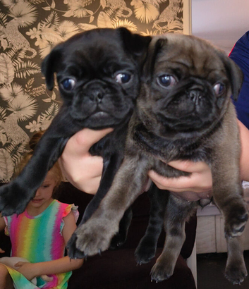 Pug puppys for sale