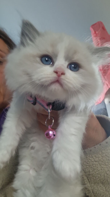 Ragdoll