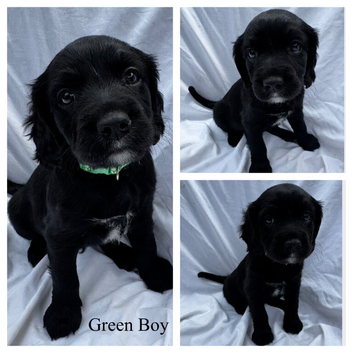 Springalier puppy&rsquo;s for sale
