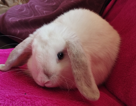 Affectionate boy looking for a home ️