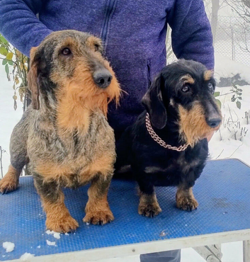 Wirehaired Dachshound/Teckel