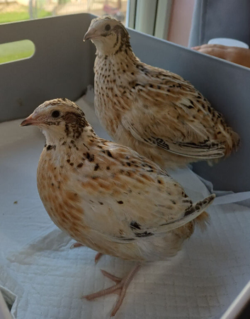 2 Italian quail